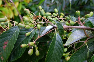 Sorbus folgneri ‘Emiel’