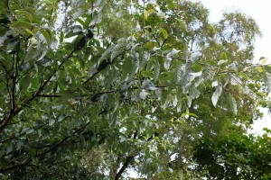 Sorbus folgneri ‘Emiel’