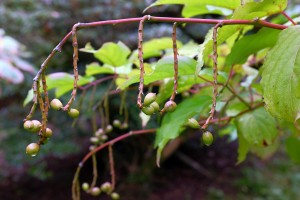 Stachyurus praecox