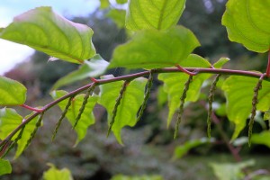 Stachyurus praecox