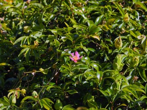 Camellia sasanqua ‘Rosea’