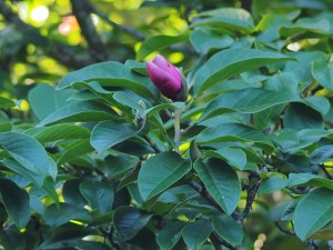 Magnolia ‘Star Wars’