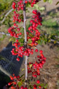 Photinia villosa var koreana