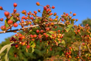 Photinia villosa var laevis