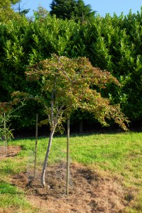 Photinia villosa var laevis