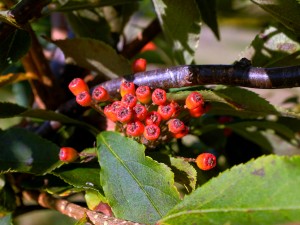 Photinia villosa var laevis