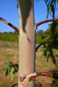 Eucalyptus mannifera var praecox
