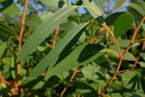 Eucalyptus simmondsii (nitida)