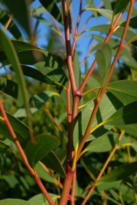 Eucalyptus simmondsii (nitida)