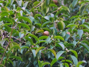 Camellia reticulata ‘Mary Williams’