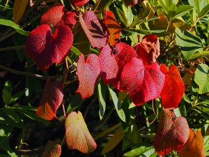 Vitis coignettiae