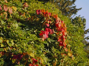 Vitis coignettiae