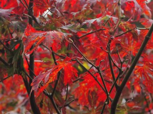 Acer palmatum ‘Ozahazuki’