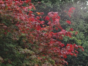 Acer palmatum ‘Ozahazuki’