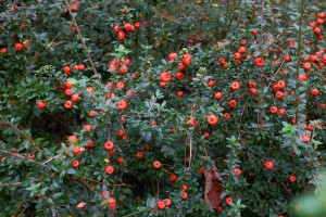 unknown cotoneaster species
