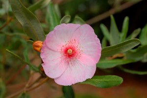 Eucryphia lucida ‘Pink Cloud’