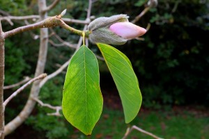 Magnolia Caerhays Belle