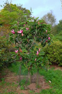 Magnolia ‘Yakeo’