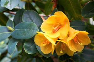 Rhododendron cinnarbarinum