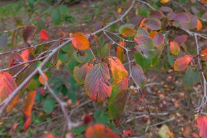 Corylopsis ‘Spring Purple’