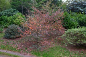 Corylopsis ‘Spring Purple’