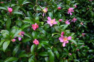 Camellia sasanqua ‘Rosea’