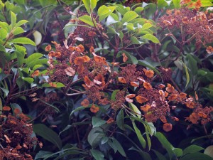 Hydrangea seemanii