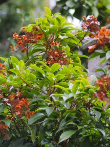 Hydrangea seemanii