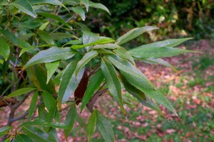 Quercus stenophylloides