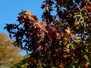 Liquidamber styraciflua ‘Red Star’