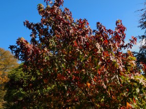 Liquidamber styraciflua ‘Red Star’