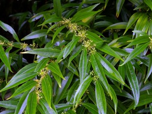 Sarcococca saligna