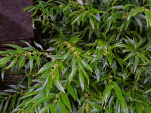 Sarcococca saligna