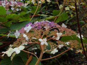 Hydrangea aspera subsp robusta