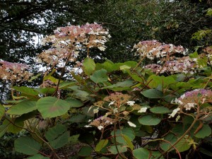 Hydrangea aspera subsp robusta