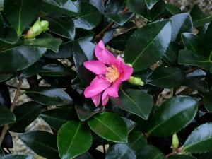 Camellia sasanqua ‘Hugh Evans’