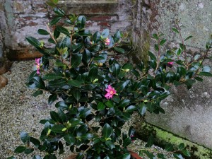 Camellia sasanqua ‘Hugh Evans’