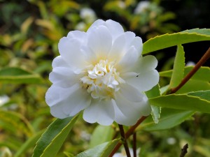Camellia sasanqua ‘Snow Flurry’