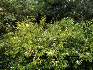 Camellia sasanqua ‘Snow Flurry’