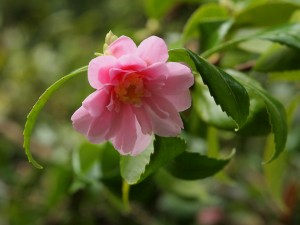Camellia sasanqua ‘Winters Charm’