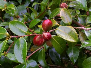 Camellia sasanqua ‘Winters Charm’