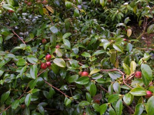 Camellia sasanqua ‘Winters Charm’