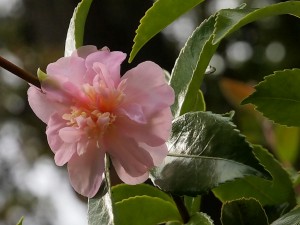 Camellia sasanqua ‘Winters Interlude’