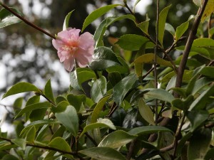 Camellia sasanqua ‘Winters Interlude’