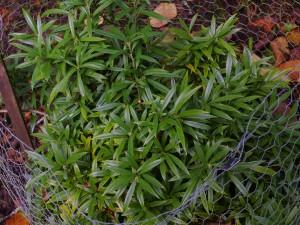 Sarcococca orientalis