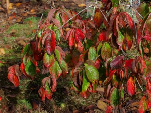 Cornus nuttallii ‘Pink Blush’