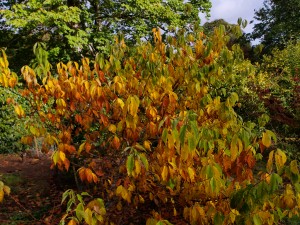 Halesia carolina (Snowdrop Tree)