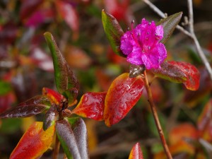 Rhododendron mucronulatum