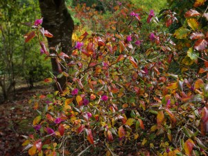 Rhododendron mucronulatum