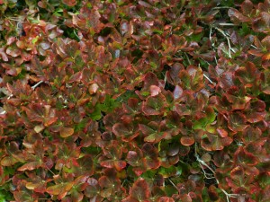 Rhododendron schlippenbachii